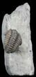 Small, Inflated Flexicalymene Trilobite - Ohio #40681-1